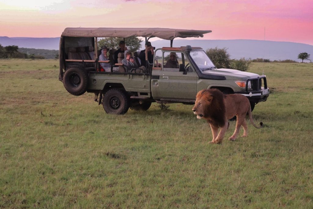 Lion sunrise