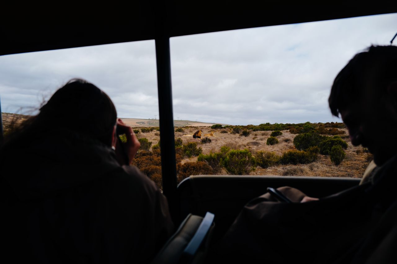 Tourists capturing a lion sighting during an African safari tour in the savannah.